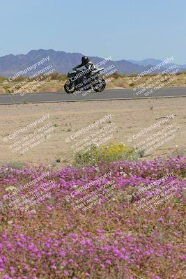 media/Mar-12-2023-SoCal Trackdays (Sun) [[d4c8249724]]/Turn 15 Inside Bloom (130pm)/